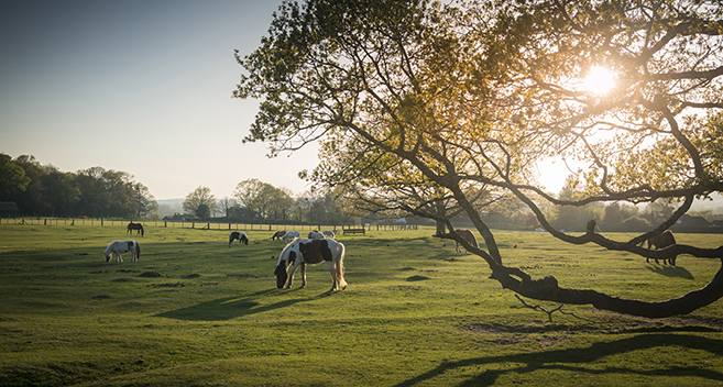 New Forest National Park